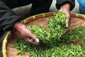 green tea harvest